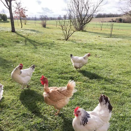 Perets Petit * Montegut-Lauragais